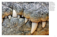 Alternative view 10 of Crocodiles, Alligators & Lizards: From Black Caimans to Komodo Dragons