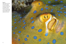 Alternative view 12 of Sharks & Underwater Predators