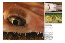 Alternative view 13 of Sharks & Underwater Predators