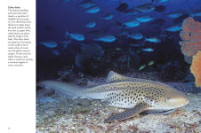 Alternative view 8 of Sharks & Underwater Predators