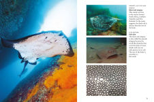 Alternative view 9 of Sharks & Underwater Predators