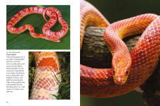 Alternative view 11 of Snakes