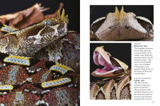 Alternative view 12 of Snakes