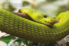 Alternative view 9 of Snakes