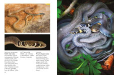 Alternative view 10 of Snakes