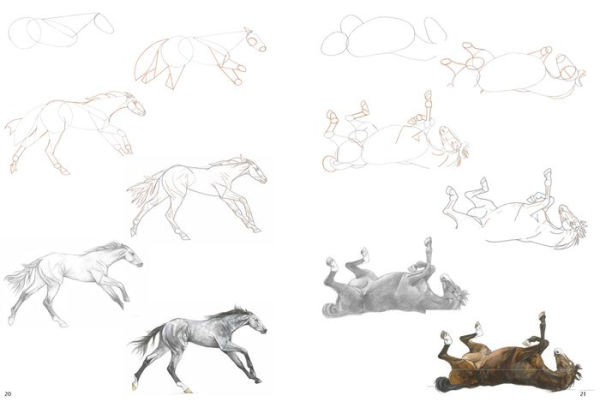 How to Draw Horses in Simple Steps