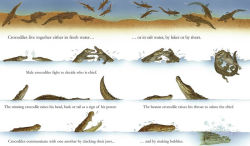 Alternative view 3 of Crocodiles