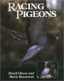 Racing Pigeons