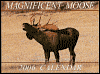 Magnificent Moose 2006 Calendar