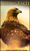 Golden Eagles