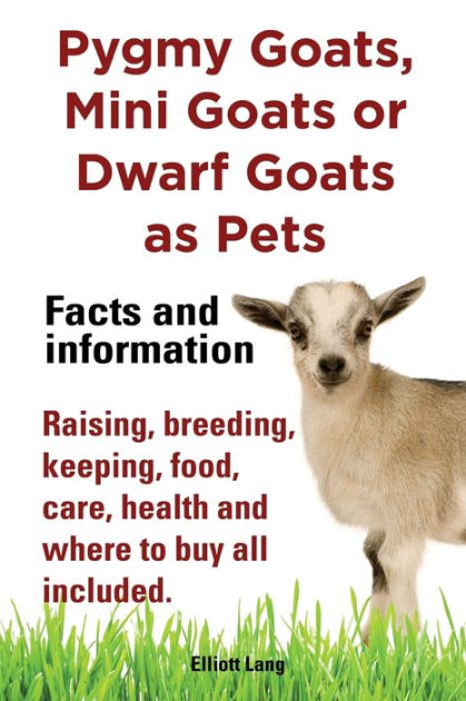 Pygmy Goats As Pets. Pygmy Goats, Mini Goats Or Dwarf Goats: Facts And ...