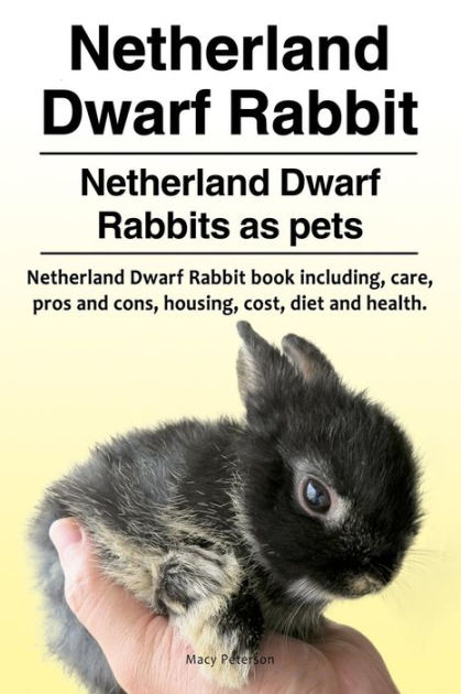 Dwarf rabbit 2024 near me