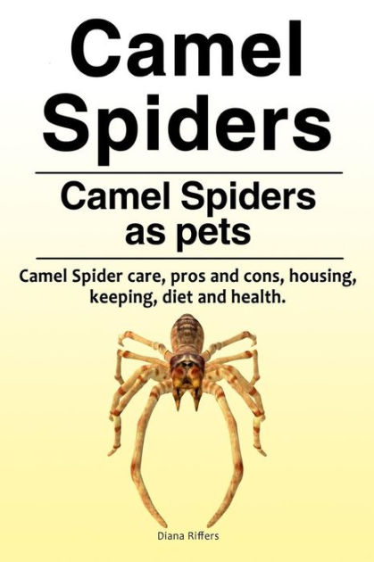 Camel spiders. Camel spiders as pets. Camel spider care, pros and cons