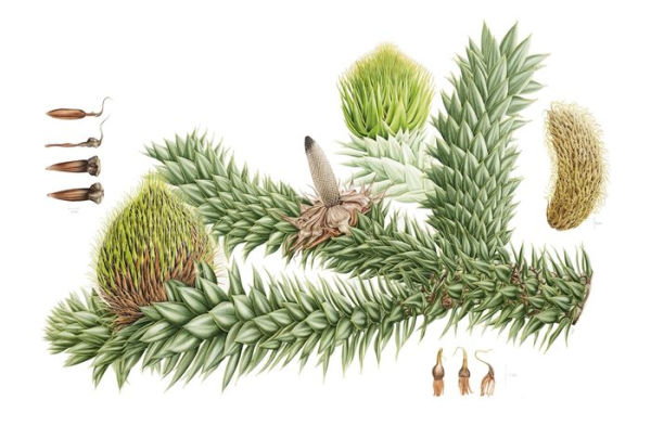 Plants from the Woods and Forests of Chile