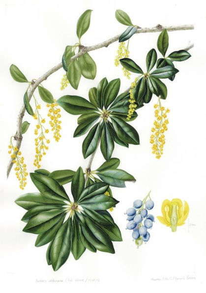 Plants from the Woods and Forests of Chile