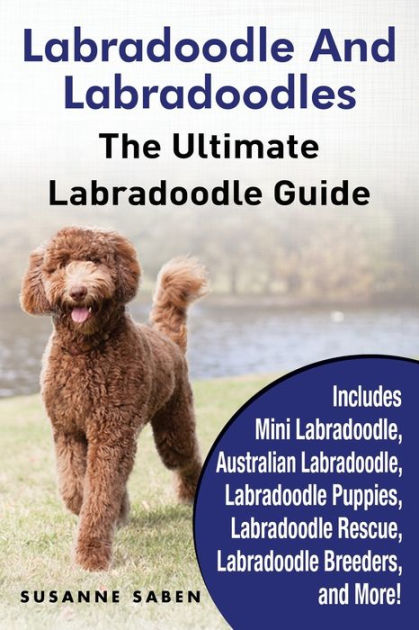 large labradoodle breeders