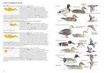 Alternative view 3 of A Field Guide to the Birds of Mongolia