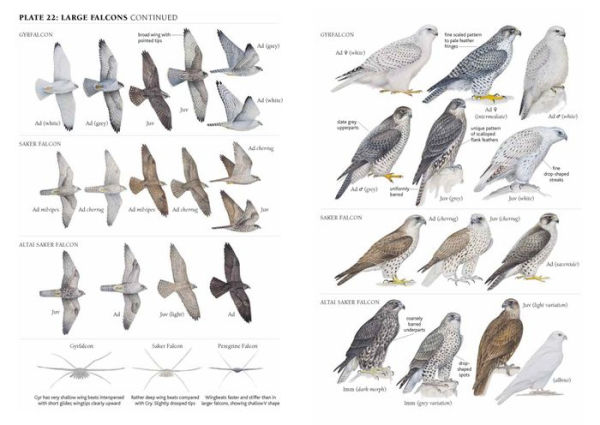 A Field Guide to the Birds of Mongolia