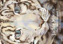 The Snow Leopard 10 Postcard Pack
