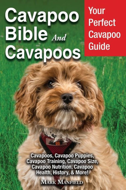 what is the average price for a cavapoo puppy