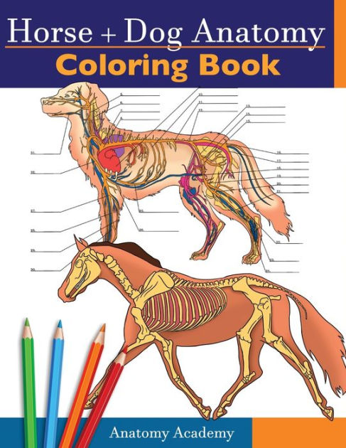 Horse + Dog Anatomy Coloring Book: 2-in-1 Compilation Incredibly Detailed Self-Test Equine & Canine Anatomy Color Workbook Perfect Gift For Veterinary Students, Animal Lovers & Adults By Anatomy Academy, Paperback Barnes Horse + Dog Anatomy Coloring Book: 2-in-1 Compilation Incredibly Detailed Self-Test Equine & Canine Anatomy Color Workbook Perfect Gift For Veterinary Students, Animal Lovers & Adults By Anatomy Academy, Paperback Barnes