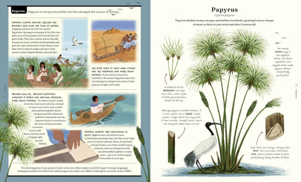 The Stuff that Stuff Is Made Of: The Things We Make With Plants