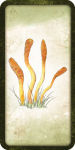 Alternative view 3 of Mushroom Affirmations