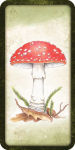 Alternative view 4 of Mushroom Affirmations