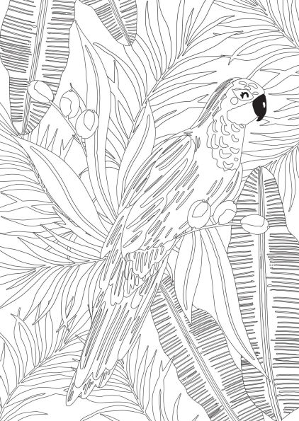 Jungle Dreams Colouring Book: Jungle Animals