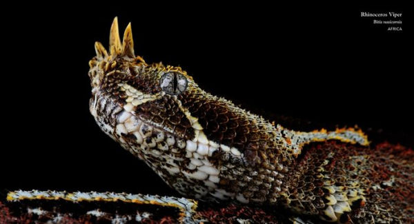 Reptiles