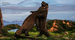Alternative view 3 of Reptiles