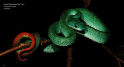 Alternative view 5 of Reptiles