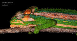 Alternative view 6 of Reptiles