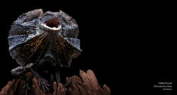 Alternative view 8 of Reptiles