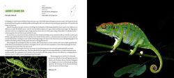 Alternative view 2 of Incredible Lizards: One hundred species from around the world