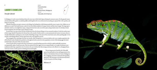 Incredible Lizards: One hundred species from around the world