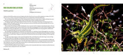 Alternative view 3 of Incredible Lizards: One hundred species from around the world