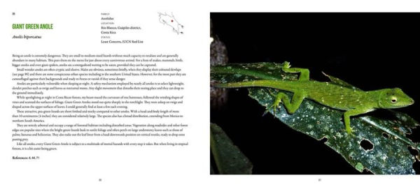 Incredible Lizards: One hundred species from around the world