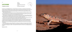Alternative view 6 of Incredible Lizards: One hundred species from around the world