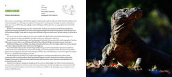 Alternative view 7 of Incredible Lizards: One hundred species from around the world