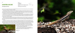 Alternative view 8 of Incredible Lizards: One hundred species from around the world