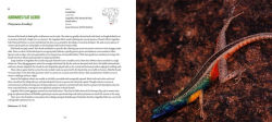 Alternative view 10 of Incredible Lizards: One hundred species from around the world