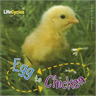 Egg to Chicken