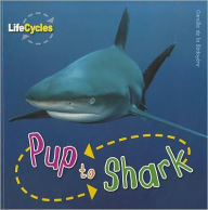 Pup to Shark
