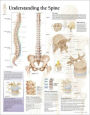 Understanding the Spine chart