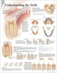 Title: Understanding The Teeth chart: Wall Chart, Author: Continental Sales