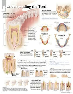 Understanding The Teeth chart: Wall Chart