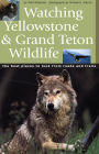 Watching Yellowstone and Grand Teton Wildlife: The Best Places to Look from Roads and Trails