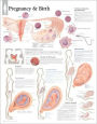 Pregnancy Birth chart