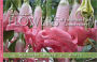 Flowers of Volunteer Park Conservatory: Blooming Month by Month